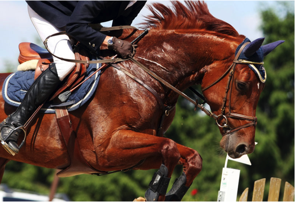 تغذیه پس از انجام تمرینات ورزشی در اسب