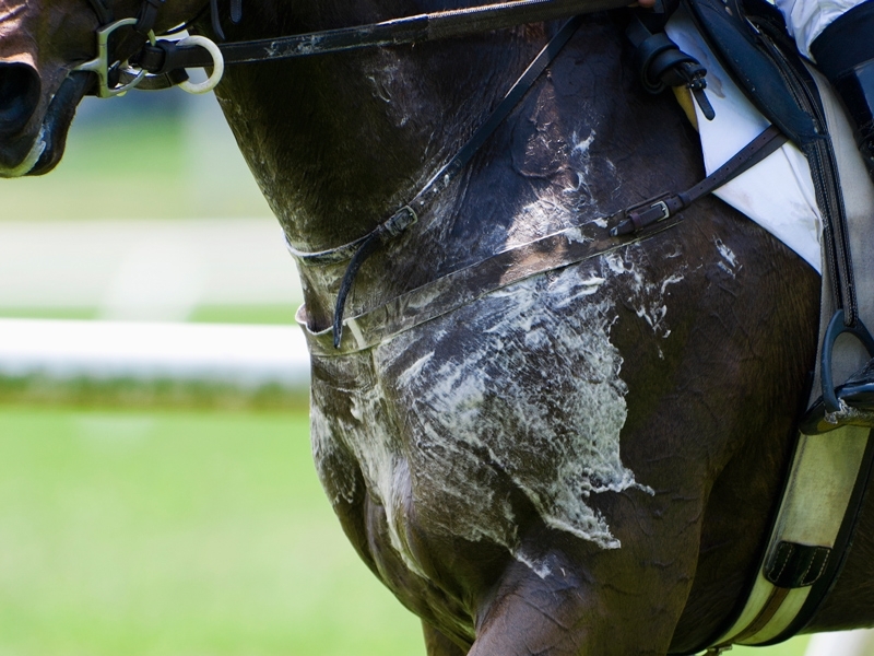 دلیل کف کردن دهان و بدن اسب چیست؟