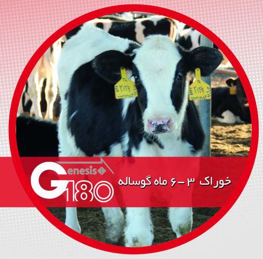 خوراک دوره رشد (گروئر) گوساله