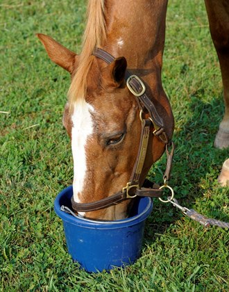 مزایای تفاله چغندر در تغذیه اسب