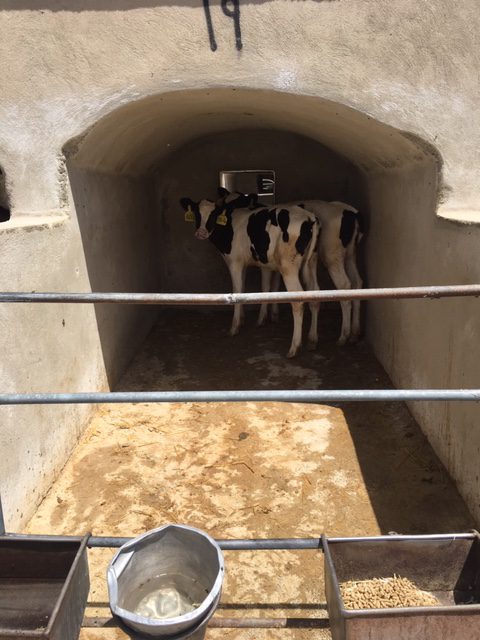 انرژی مورد نیاز گوساله