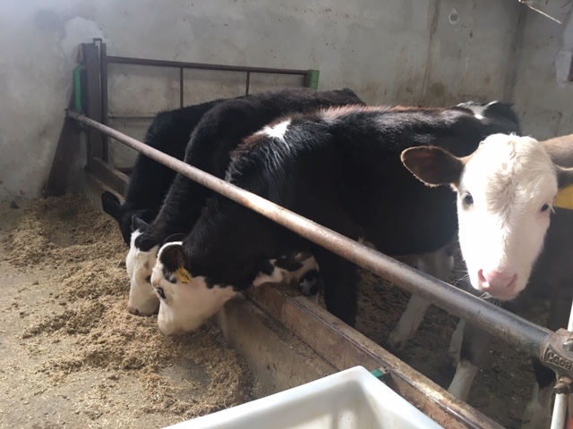 مهم ترین چالش تغذیه گوساله در پرورش گوساله