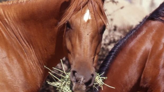 توازن نسبت کلسیم و فسفر در جیره اسب