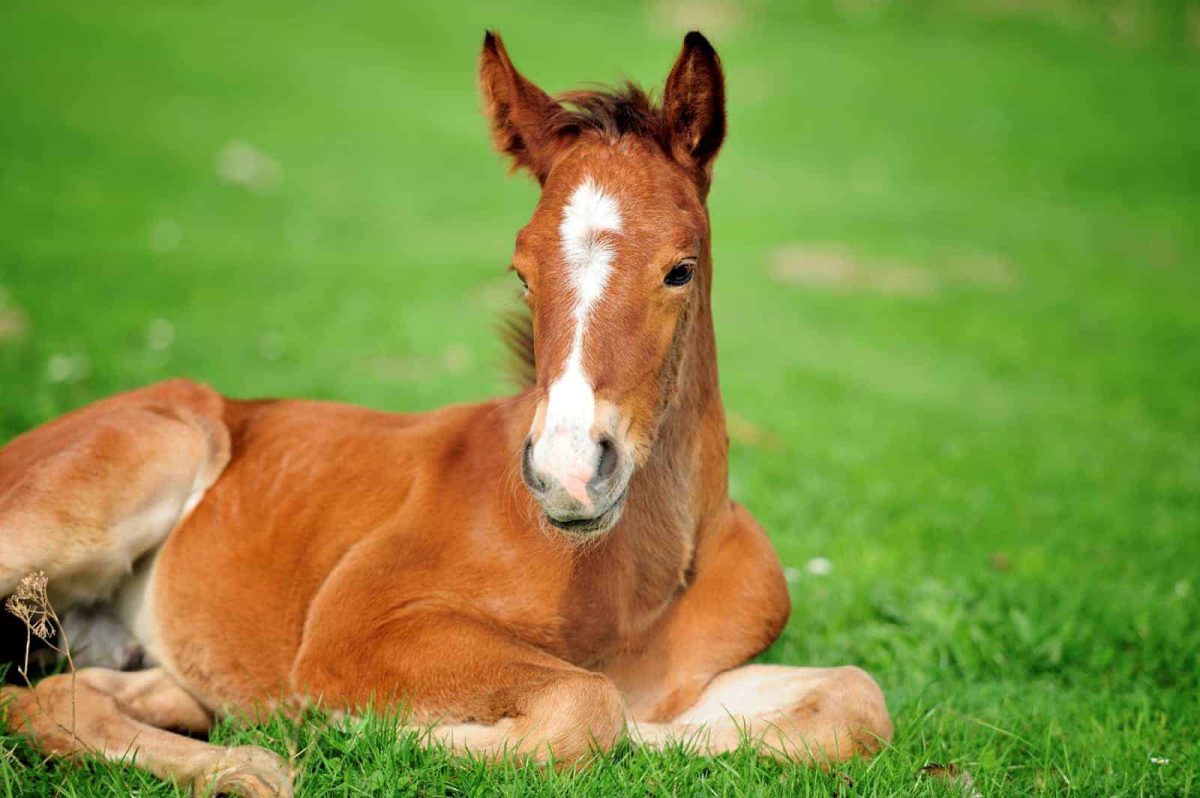 نیازهای تغذیه ای کره شیرخوار