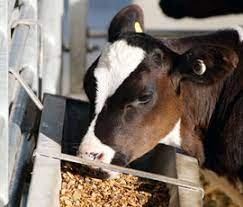 رشد شکمبه در گوسالههای شیری