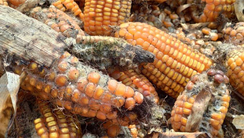 جدیدترین تغییرات NASEM درباره مایکوتوکسینها