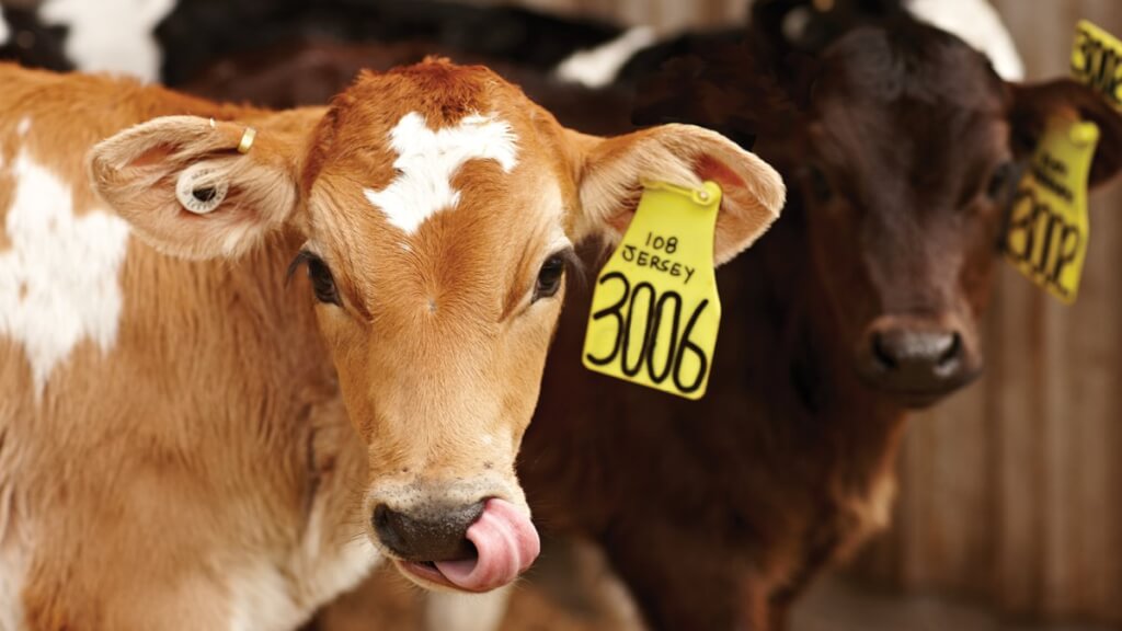 تغییرات نیازهای گوساله در NASEM 2021 نسبت به NRC 2001