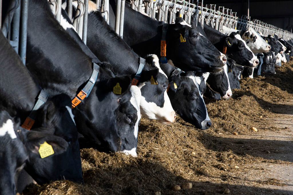 آخرین مطالعات در ارتباط با تغذیه چربی در جیره گاوهای شیری