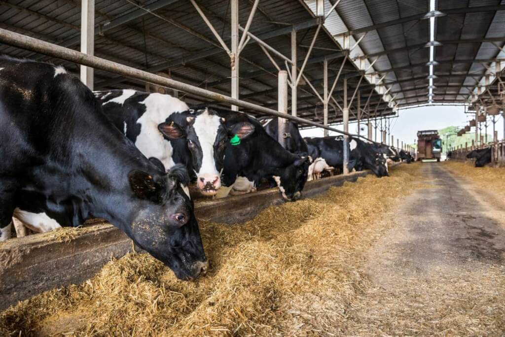 نیازهای بافری جیره گاوهای شیرده