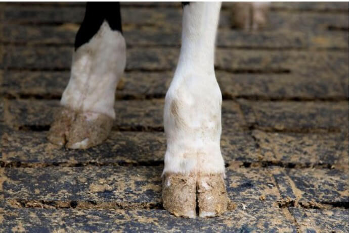 سمچینی در اواخر آبستنی خطر سقط جنین را افزایش میدهد