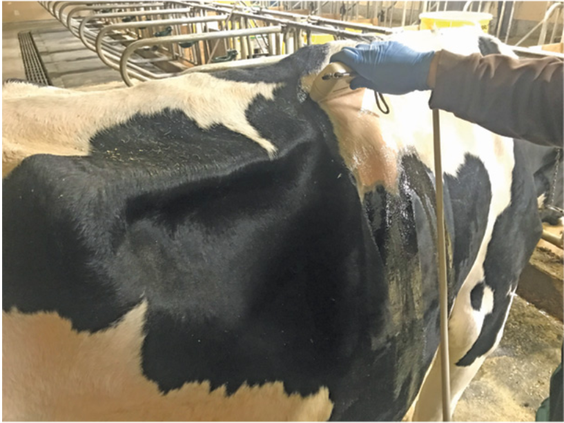 مقدار بهینه ذخایر بافت عضلانی برای گاوهای دوره انتقال