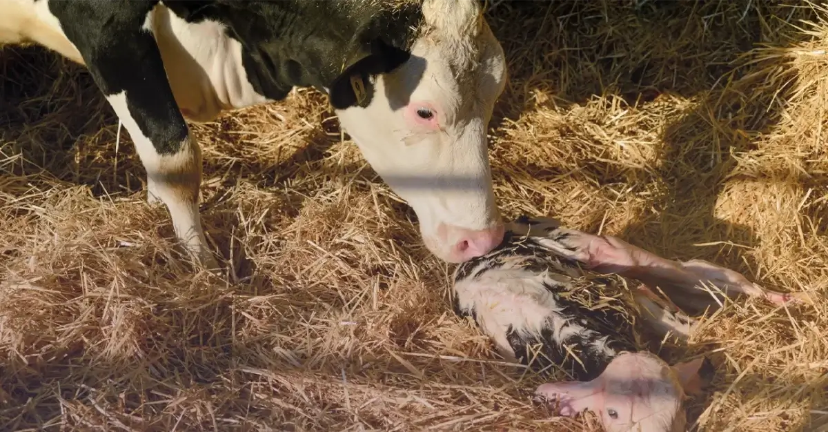 افزایش قابلیت هضم خوراک در گاوهای دوره انتقال