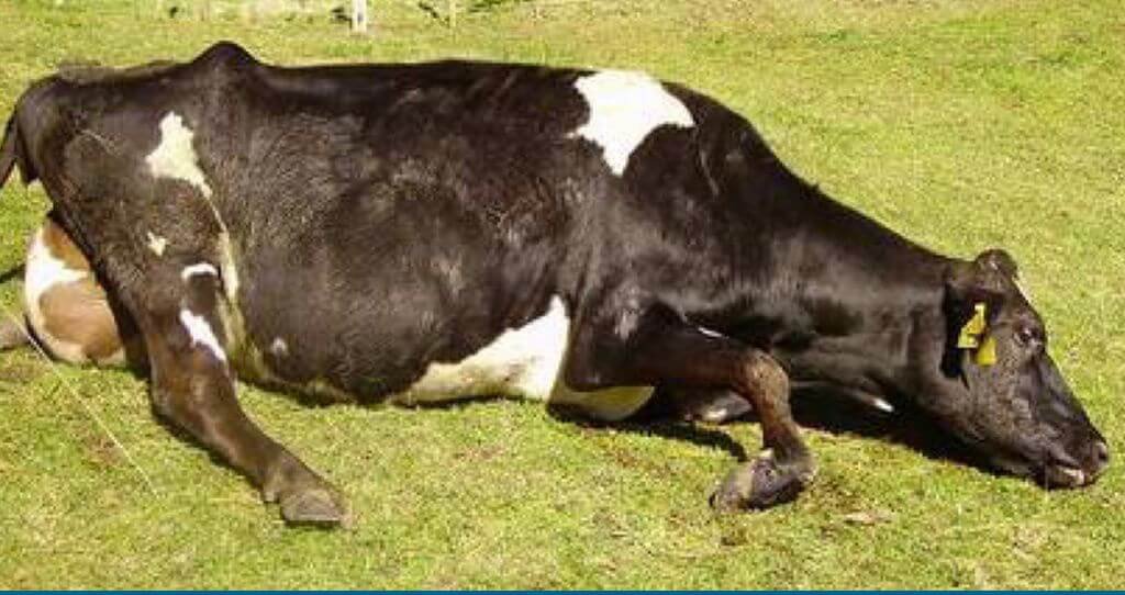 هایپوکلسمی در گاوهای شیری