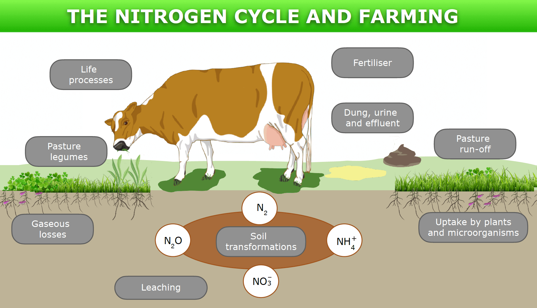 نیتروژن اوره‌ای شیر (MUN)