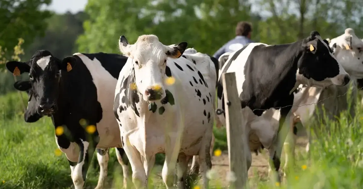 مقابله با چالش‌های تنش گرمایی در شرایط مختلف با استفاده از مخمر زنده